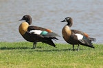 Chestnut-breasted shelduck. Pair of adults. Perth, January 2016. Image © Duncan Watson by Duncan Watson.