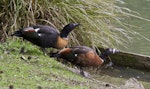 Chestnut-breasted shelduck. Pair of captive birds drinking, male on left. Hamilton Zoo, October 2012. Image © Raewyn Adams by Raewyn Adams.