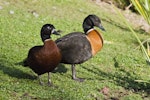 Chestnut-breasted shelduck. Pair of captive birds, female closer to camera. Hamilton Zoo, August 2013. Image © Raewyn Adams by Raewyn Adams.