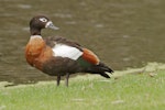 Chestnut-breasted shelduck. Adult female. Herdsman Lake, Perth, Western Australia, September 2019. Image © Diana Womersley 2020 birdlifephotography.org.au by Diana Womersley.