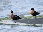 Chestnut-breasted shelduck. Pair, with female on left. Avon-Heathcote estuary, November 2015. Image © Andrew Crossland by Andrew Crossland.