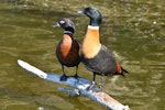 Chestnut-breasted shelduck. Adult pair (female on left). Joondalup Lake, Perth, Western Australia, May 2019. Image © Philip Karstadt 2019 birdlifephotography.org.au by Philip Karstadt.