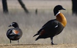 Chestnut-breasted shelduck. Adult male (right) and female (left). Bungendore, New South Wales, June 2017. Image © RM by RM.