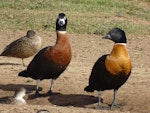 Chestnut-breasted shelduck. Adult male (right) and female (left). Bungendore, New South Wales, June 2017. Image © RM by RM.