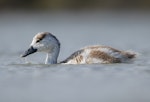 Chestnut-breasted shelduck. Duckling. Rottnest Island, Western Australia, September 2019. Image © Glenn Pure 2019 birdlifephotography.org.au by Glenn Pure.