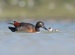 Chestnut-breasted shelduck. Adult female (with duckling). Rottnest Island, Western Australia, September 2019. Image © Glenn Pure 2019 birdlifephotography.org.au by Glenn Pure.