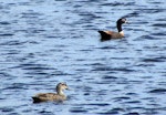 Chestnut-breasted shelduck. Adult female (at rear) with grey duck. Mangere sewage ponds, December 2014. Image © Oscar Thomas by Oscar Thomas.