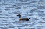 Chestnut-breasted shelduck. Adult female. Mangere sewage ponds, December 2014. Image © Oscar Thomas by Oscar Thomas.