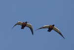 Chestnut-breasted shelduck. Pair in flight, female on left. Bellarine Peninsula, Victoria, Australia, May 2008. Image © Sonja Ross by Sonja Ross.