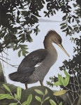 Auckland Island merganser | Miuweka. Southern merganser (Mergus australis). Image 2006-0010-1/33 from the series 'Extinct birds of New Zealand'. Masterton, January 2005. Image © Purchased 2006. © Te Papa by Paul Martinson.