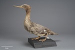 Auckland Island merganser | Miuweka. Mounted specimen. Specimen registration no. OR.001357; image no. MA_I156484. Auckland Islands, June 1902. Image © Te Papa.