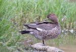 Australian wood duck. Female preening. Melbourne, Victoria, Australia, March 2013. Image © Sonja Ross by Sonja Ross.