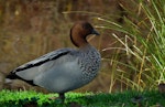 Australian wood duck. Male. Horseshoe Lake, Christchurch, May 2011. Image © Grahame Bell by Grahame Bell.