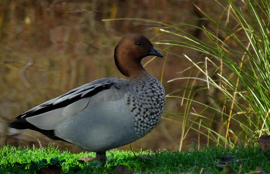 Australian wood duck. Male. Horseshoe Lake, Christchurch, May 2011. Image © Grahame Bell by Grahame Bell.