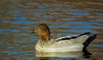 Australian wood duck. Male. Horseshoe Lake, May 2011. Image © Grahame Bell by Grahame Bell.