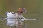 Australian wood duck. Adult male. Dromana, Victoria, Australia, November 2018. Image © Mark Lethlean by Mark Lethlean.