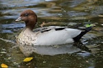 Australian wood duck. Adult male on water. Sydney, New South Wales, Australia, October 2015. Image © Duncan Watson by Duncan Watson.