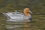 Australian wood duck. Adult female. Dromana, Victoria, Australia, November 2018. Image © Mark Lethlean by Mark Lethlean.