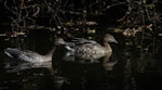 Australian wood duck. Two females. Waimea Lagoon, April 2016. Image © Amber Calman by Amber Calman.