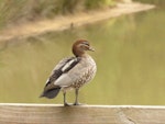 Australian wood duck. Adult female. Lake Gillawarna, Sydney, April 2016. Image © Heather Smithers by Heather Smithers.