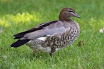 Australian wood duck. Adult female. Sydney, New South Wales, Australia, October 2015. Image © Duncan Watson by Duncan Watson.