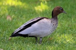 Australian wood duck. Immature male. Sydney, New South Wales, Australia, October 2015. Image © Duncan Watson by Duncan Watson.