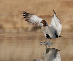 Australian wood duck. Adult male landing on water. Kambah, Australian Capital Territory, July 2017. Image © Glenn Pure 2017 birdlifephotography.org.au by Glenn Pure.