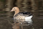 Australian wood duck. Adult female. Playhouse Ponds, Tasman, July 2017. Image © Rob Lynch by Rob Lynch.