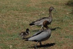 Australian wood duck. Pair with duckling (male in foreground). New South Wales, Australia, November 2009. Image © Peter Reese by Peter Reese.