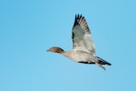 Australian wood duck. Immature male in flight showing mane. Hervey Bay, Queensland, Australia, September 2010. Image © Tony Whitehead by Tony Whitehead.