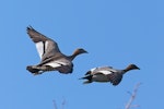 Australian wood duck. Pair in flight (male on right). Playhouse Ponds Tasman, July 2017. Image © Rob Lynch by Rob Lynch.