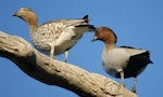 Australian wood duck. Male (right) and female (left) in a tree looking for a nesting hollow. Canberra, Australia., June 2016. Image © RM by RM.