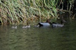 Australian wood duck. Adult pair (female on right) with young ducklings. First New Zealand breeding record. Waimea, Nelson, October 2015. Image © Willie Cook by Willie Cook.