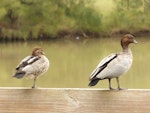 Australian wood duck. Adult pair, female on left. Lake Gillawarna, Sydney, April 2016. Image © Heather Smithers by Heather Smithers.