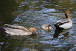 Australian wood duck. Adult pair with chick. Sydney, New South Wales, Australia, October 2015. Image © Duncan Watson by Duncan Watson.