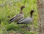 Australian wood duck. Adult female (left) and adult male. Mapua, Nelson, October 2017. Image © Rebecca Bowater by Rebecca Bowater.