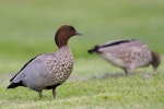 Australian wood duck. Adult male. Hervey Bay, Queensland, Australia, September 2010. Image © Tony Whitehead by Tony Whitehead.