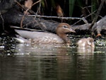 Australian wood duck. Adult female with duckling. Playhouse Ponds, November 2019. Image © Scott Brooks (ourspot) by Scott Brooks.