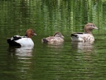 Australian wood duck. Adult pair with duckling. Playhouse Ponds, November 2019. Image © Scott Brooks (ourspot) by Scott Brooks.