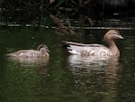 Australian wood duck. Adult female with duckling. Playhouse Ponds, November 2019. Image © Scott Brooks (ourspot) by Scott Brooks.