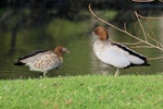 Australian wood duck. Pair of adults on grass. Playhouse Ponds, Nelson, September 2018. Image © Duncan Watson by Duncan Watson.