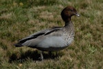 Australian wood duck. Male. New South Wales, Australia, November 2009. Image © Peter Reese by Peter Reese.