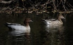 Australian wood duck. Male (left) and female. Waimea Lagoon, April 2016. Image © Amber Calman by Amber Calman.