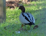 Australian wood duck. Adult male. Gold Creek Reservoir, Brisbane, July 2015. Image © Heather Smithers by Heather Smithers.