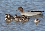 Australian wood duck. Adult male with brood of nine ducklings. Kambah, Canberra, Australian Capital Territory, September 2015. Image © Glenn Pure 2015 birdlifephotography.org.au by Glenn Pure.