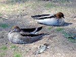 Australian wood duck. Pair in captivity (female in foreground). Lone Pine, Brisbane, August 2005. Image © Peter Frost by Peter Frost.