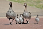 Australian wood duck. Male (left), female and four ducklings. Neil Hawkins Regional Park, Joondalup, Western Australia, September 2015. Image © Marie-Louise Myburgh by Marie-Louise Myburgh.