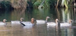 Australian wood duck. Flock (2 males & 5 females). Playhouse Ponds Tasman, July 2017. Image © Rob Lynch by Rob Lynch.