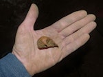 Finsch's duck | Manutahora. Fossil cranium. Ruakokopatuna Cave 1, March 2017. Image © Alan Tennyson by Alan Tennyson.