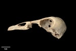 Finsch's duck | Manutahora. Skull, lateral. Te Papa S.038931. Castle Rocks, Southland. Image © Te Papa.